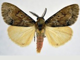 Rhypopteryx flavinotata